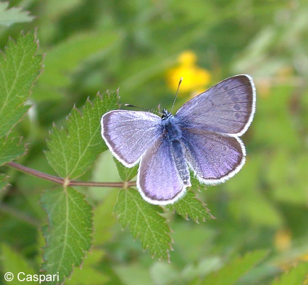 Glaucopsyche alexis (PODA, 1761)