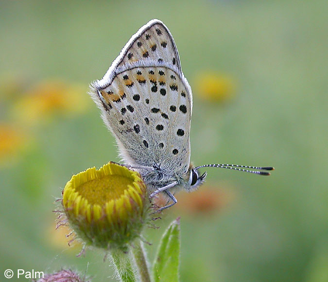 Plebeius argus (LINNAEUS, 1758)