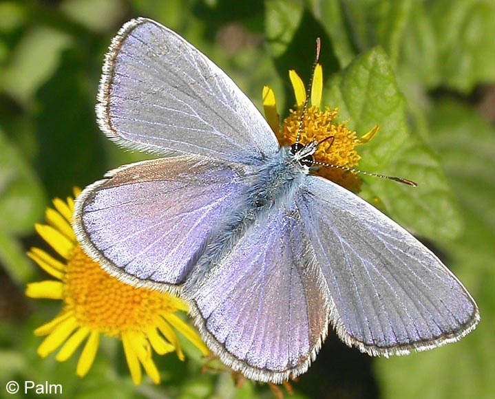 Plebeius argus (LINNAEUS, 1758)