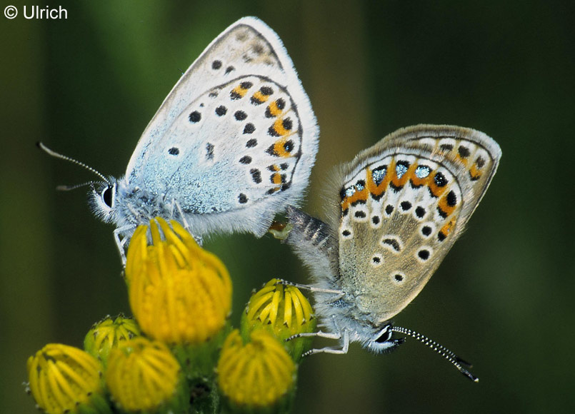 Plebeius argus (LINNAEUS, 1758)