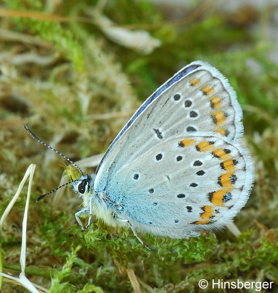 Plebeius argyrognomon (Bergstrsser, 1779)