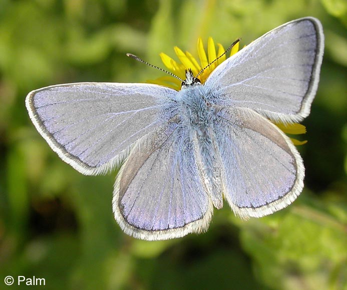 Polyommatus icarus (ROTTEMBURG, 1775)
