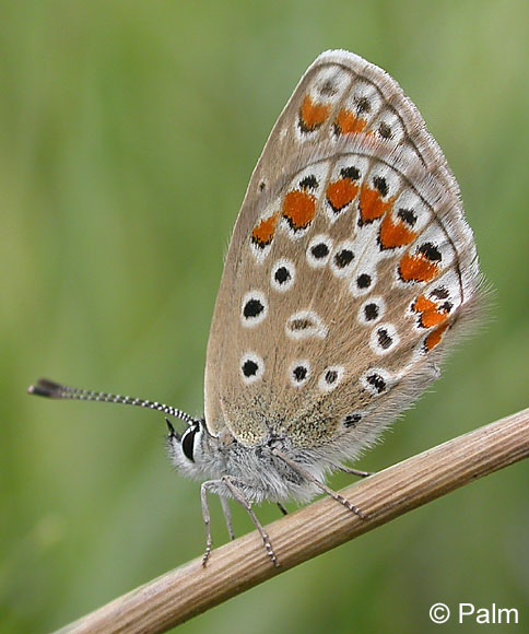 Polyommatus icarus (ROTTEMBURG, 1775)