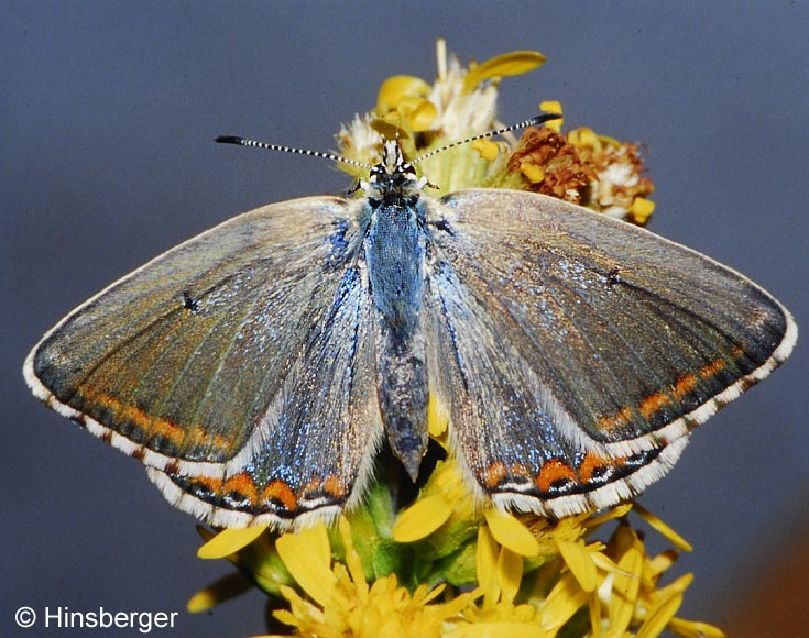 Polyommatus bellargus (ROTTEMBURG, 1775)
