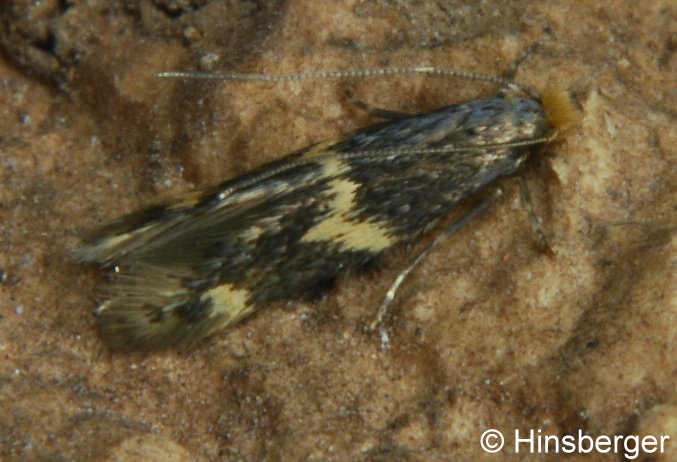 Oinophila v-flava (HAWORTH, 1828)