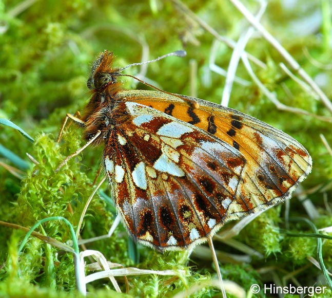 Boloria dia (LINNAEUS, 1767)