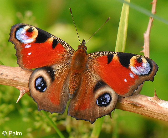 Inachis io (LINNAEUS, 1758)