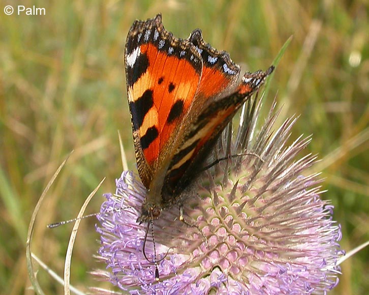 Aglais urticae (LINNAEUS, 1758)