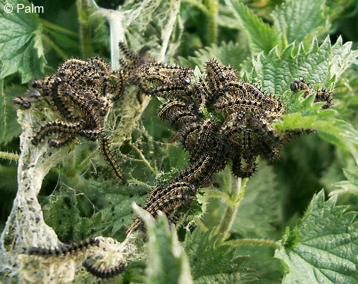 Aglais urticae (LINNAEUS, 1758)