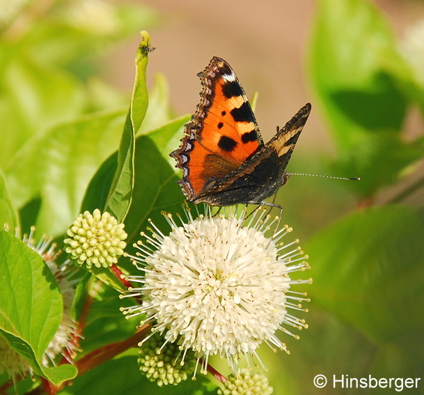 Aglais urticae (LINNAEUS, 1758)