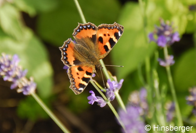 Aglais urticae (LINNAEUS, 1758)