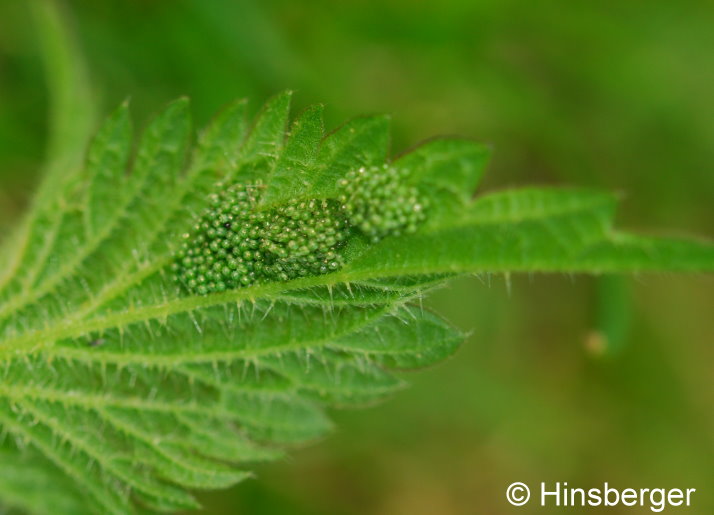 Aglais urticae (LINNAEUS, 1758)