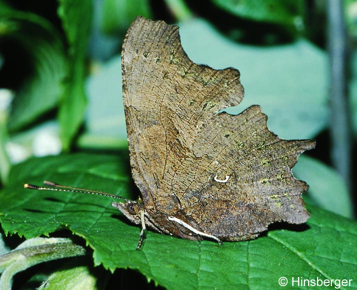 Polygonia c-album (LINNAEUS, 1758)