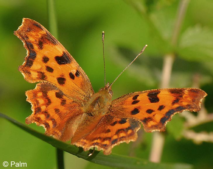 Polygonia c-album (LINNAEUS, 1758)