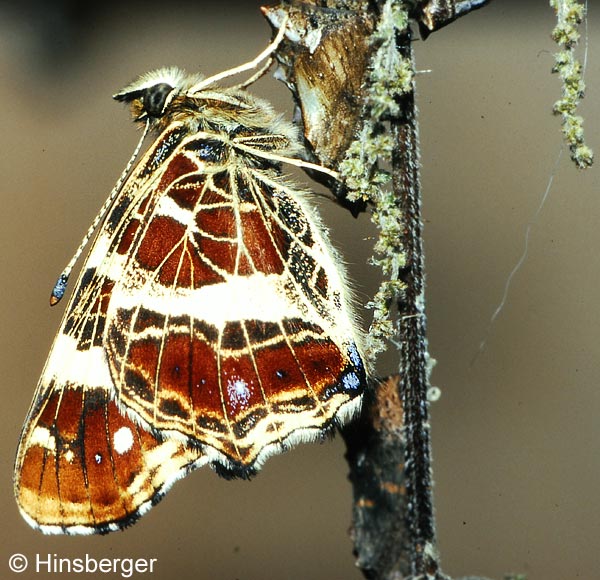 Araschnia levana (LINNAEUS, 1758)