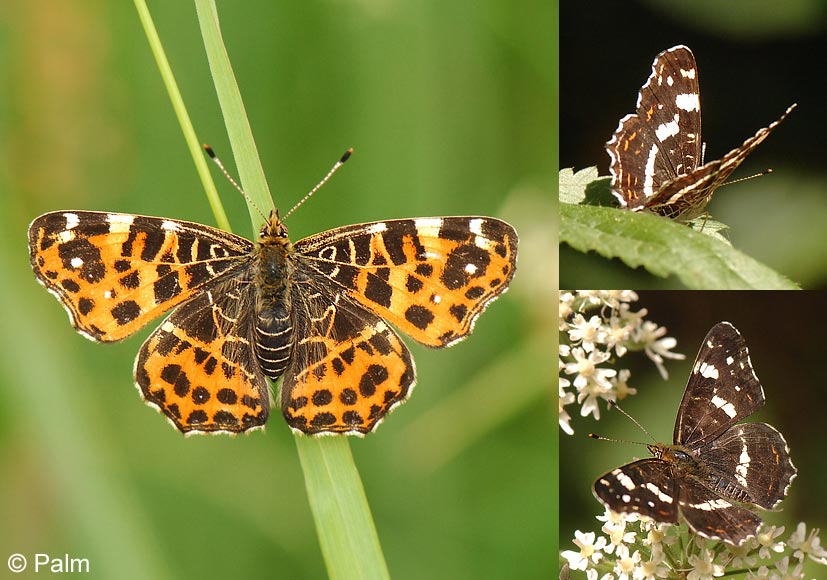 Araschnia levana (LINNAEUS, 1758)