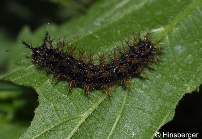 Araschnia levana (LINNAEUS, 1758)