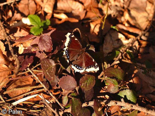 Nymphalis antiopa (LINNAEUS, 1758)