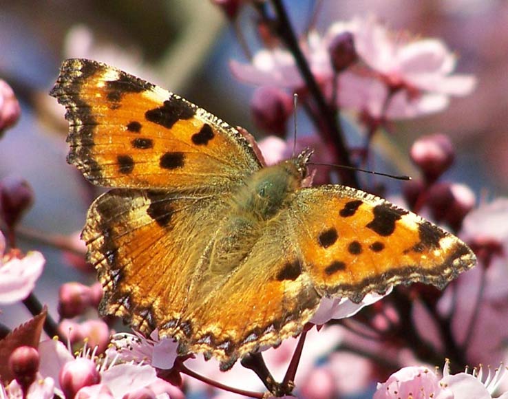 Nymphalis polychloros (LINNAEUS, 1758)