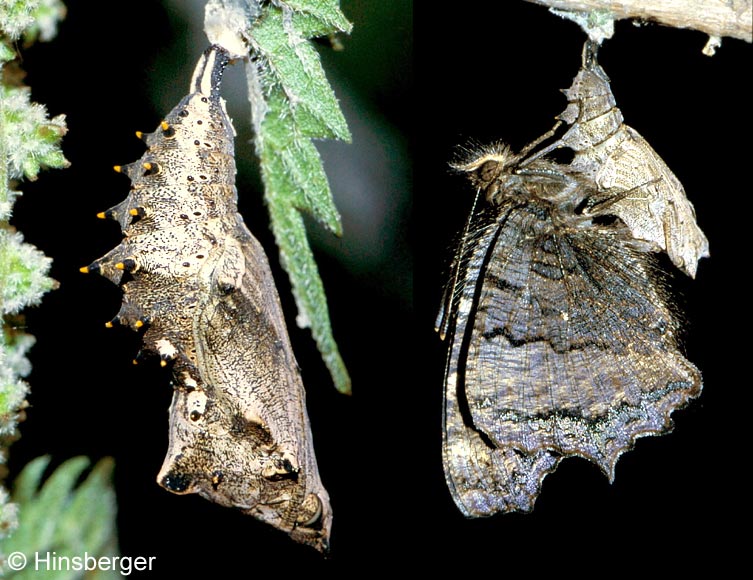 Nymphalis polychloros (LINNAEUS, 1758)