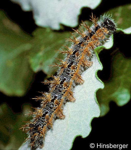 Nymphalis polychloros (LINNAEUS, 1758)