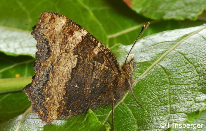 Nymphalis polychloros (LINNAEUS, 1758)