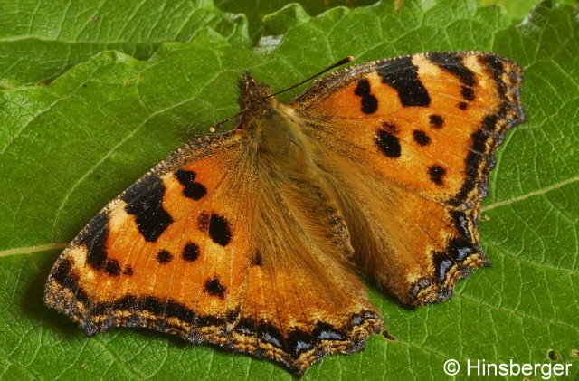 Nymphalis polychloros (LINNAEUS, 1758)