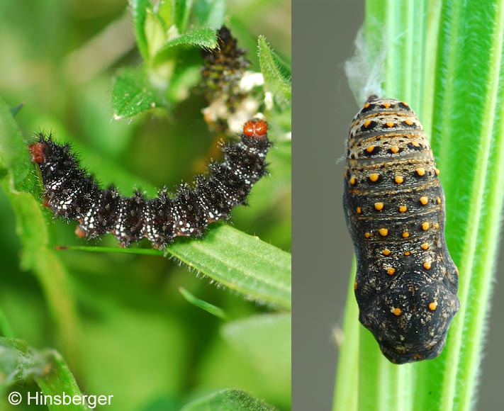 Melitaea cinxia (LINNAEUS, 1758)