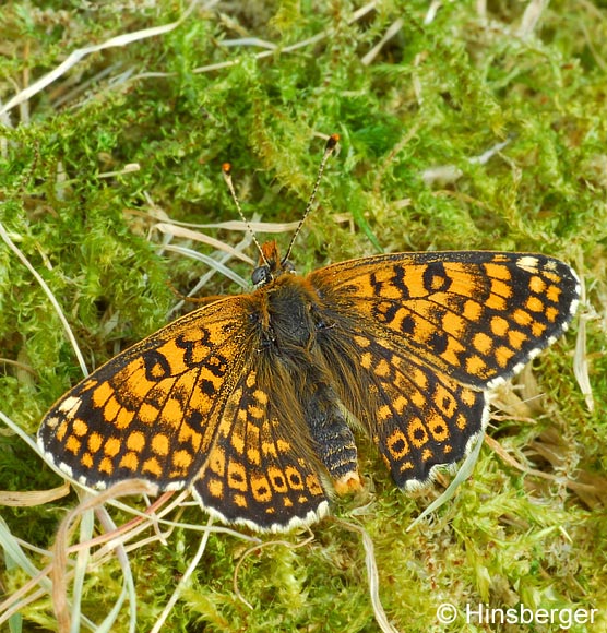 Melitaea cinxia (LINNAEUS, 1758)