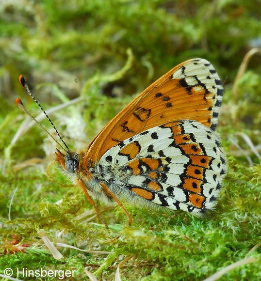 Melitaea cinxia (LINNAEUS, 1758)