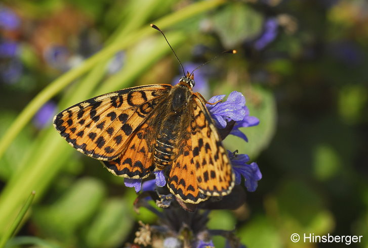 Melitaea didyma (ESPER, 1778)