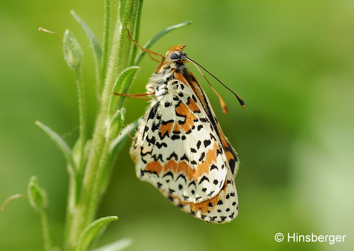 Melitaea didyma (ESPER, 1778)