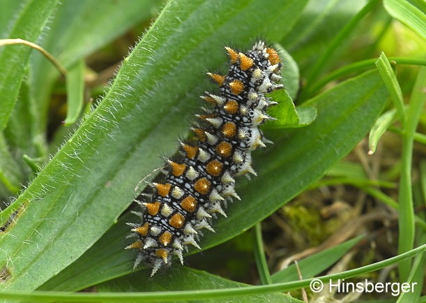 Melitaea didyma (ESPER, 1778)