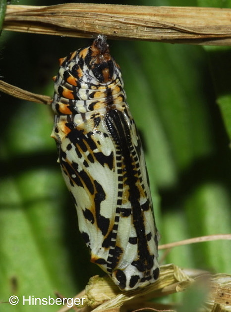 Melitaea didyma (ESPER, 1778)