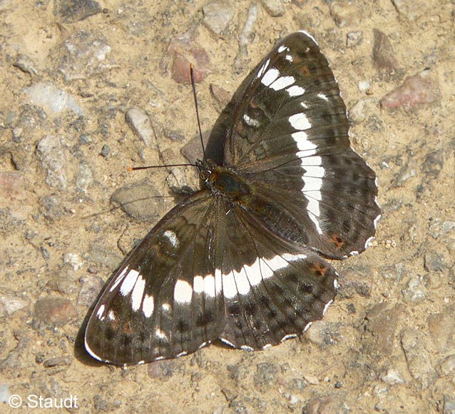 Limenitis camilla (LINNAEUS, 1764)