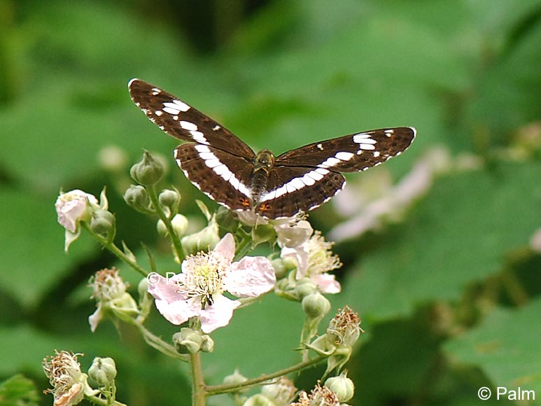 Limenitis camilla (LINNAEUS, 1764)