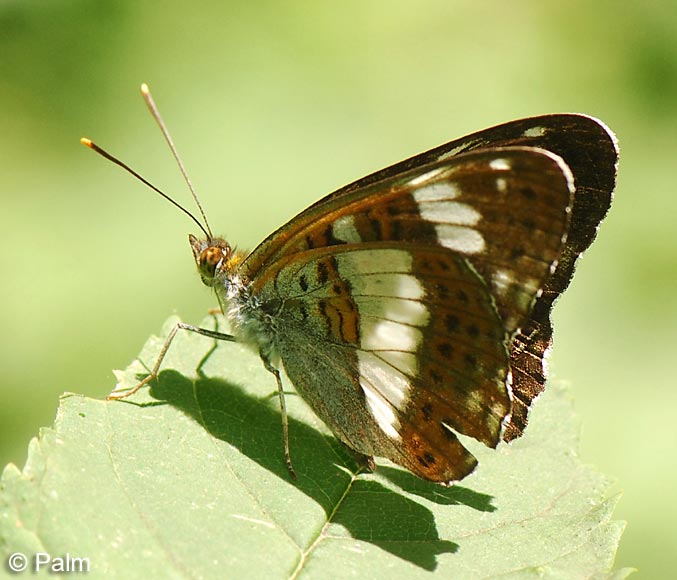 Limenitis camilla (LINNAEUS, 1764)