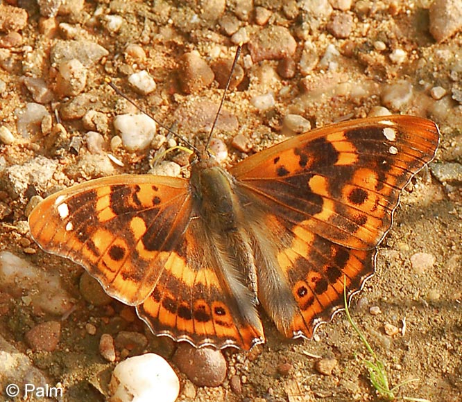 Apatura ilia (DENIS & SCHIFFERMLLER, 1775)