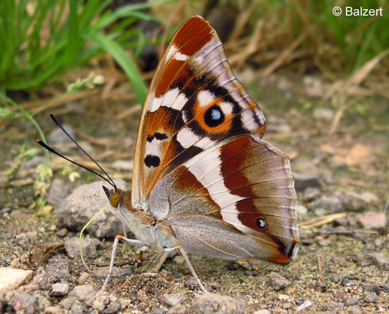 Apatura iris (LINNAEUS, 1758)