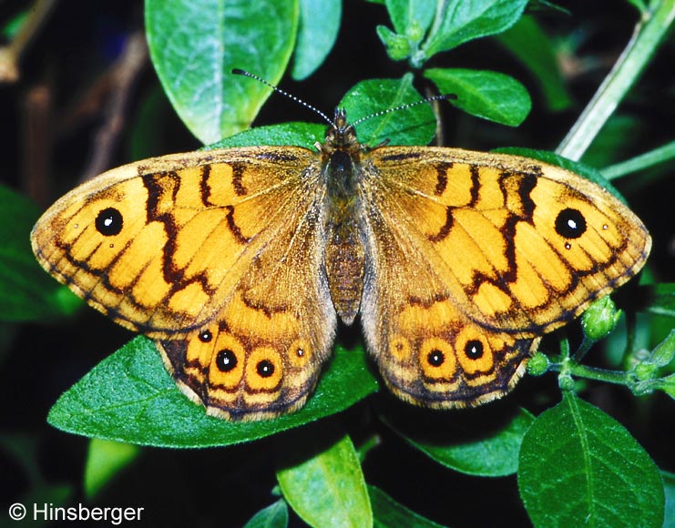 Lasiommata megera (LINNAEUS, 1767)