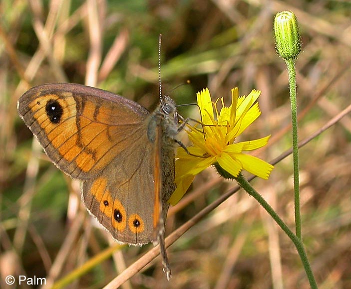 Lasiommata maera (LINNAEUS, 1758)
