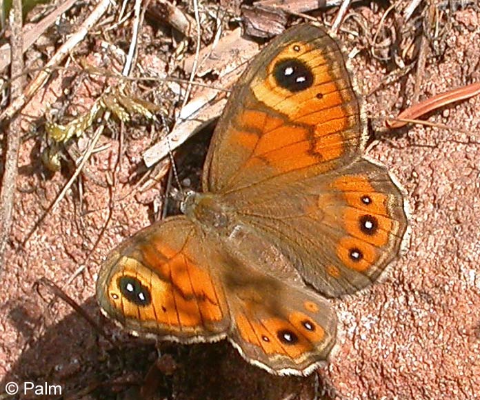 Lasiommata maera (LINNAEUS, 1758)