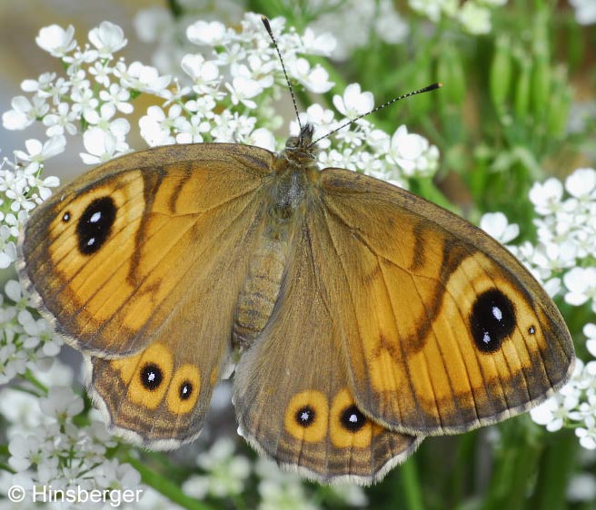 Lasiommata maera (LINNAEUS, 1758)