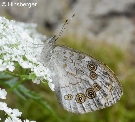Lasiommata maera (LINNAEUS, 1758)