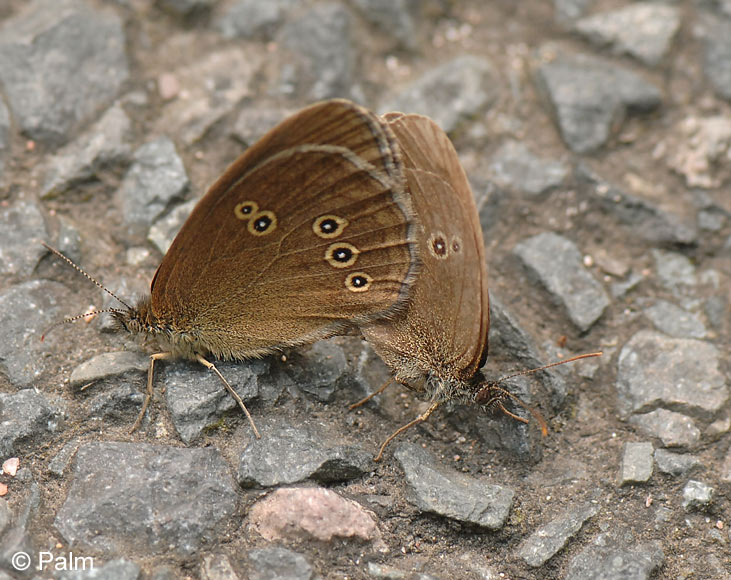 Aphantopus hyperantus (LINNAEUS, 1758)