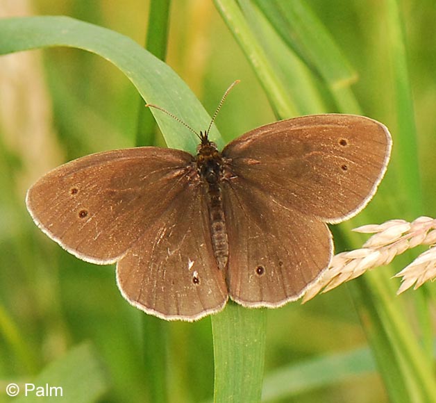 Aphantopus hyperantus (LINNAEUS, 1758)