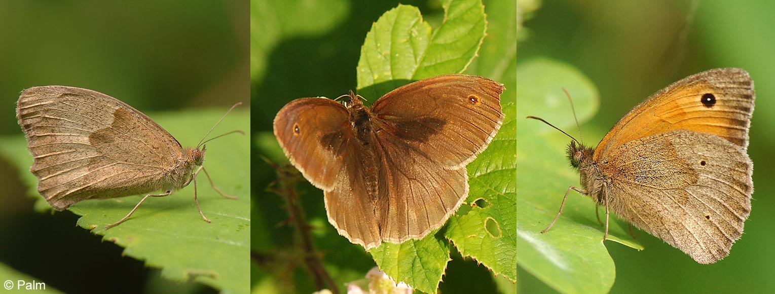 Maniola jurtina (LINNAEUS, 1758)