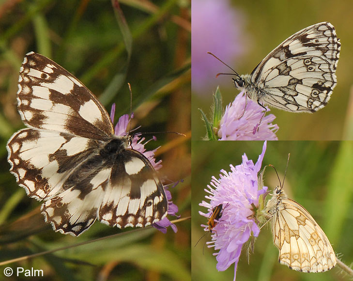 Melanargia galathea (LINNAEUS, 1758)