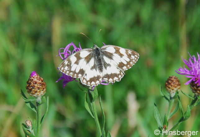 Melanargia galathea (LINNAEUS, 1758)