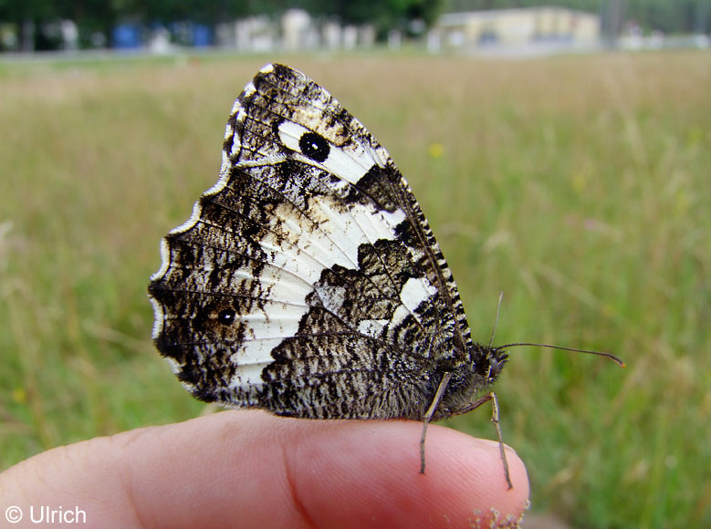 Brintesia circe (FABRICIUS, 1775)